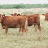 Akaushi Heifers