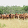 Akaushi Heifers